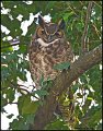 _1SB4301 great-horned owl